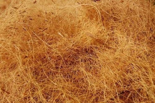 Coir Fiber