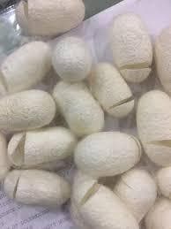 Silk Cocoons