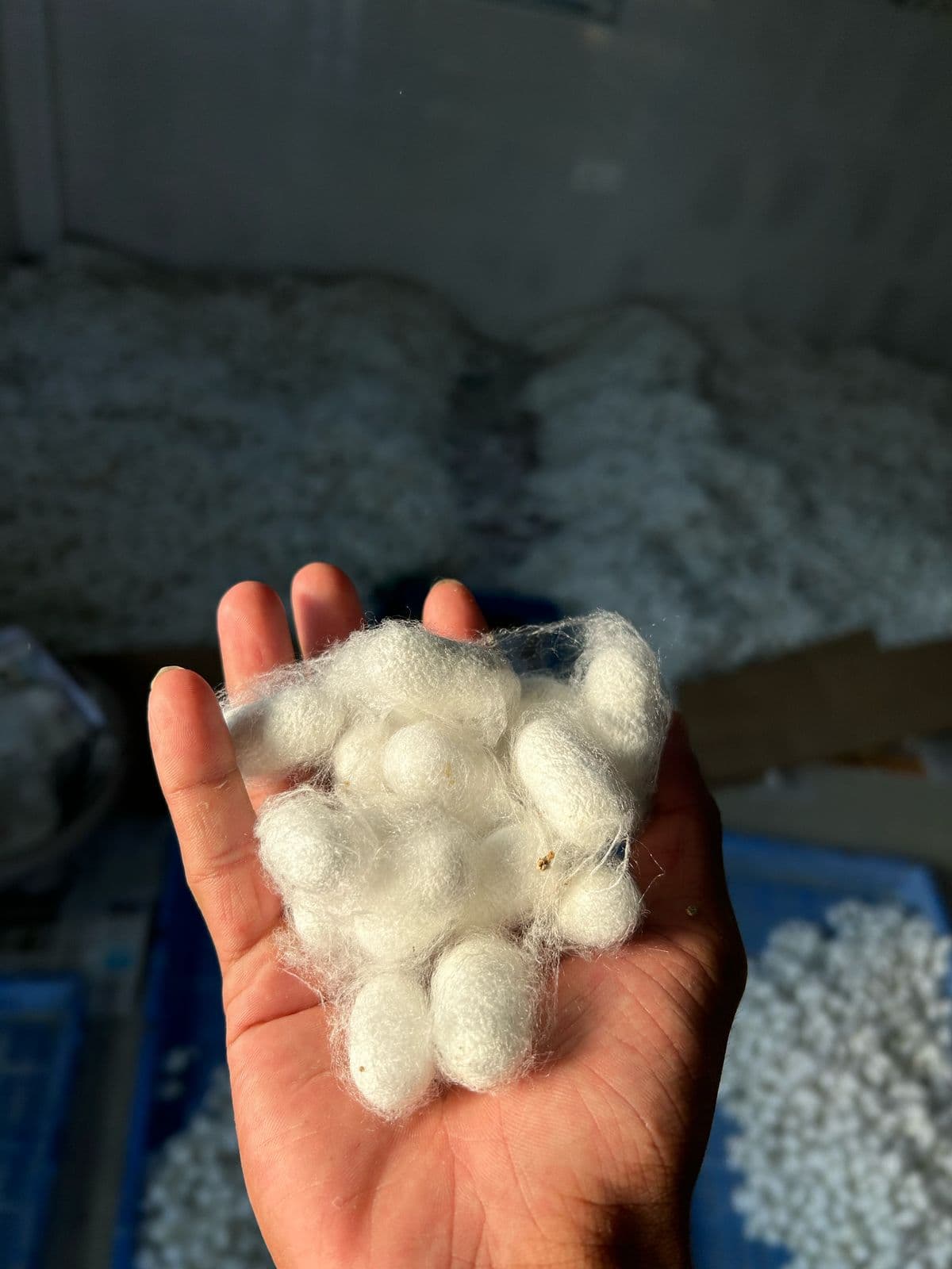 Silk Waste Cut Cocoons