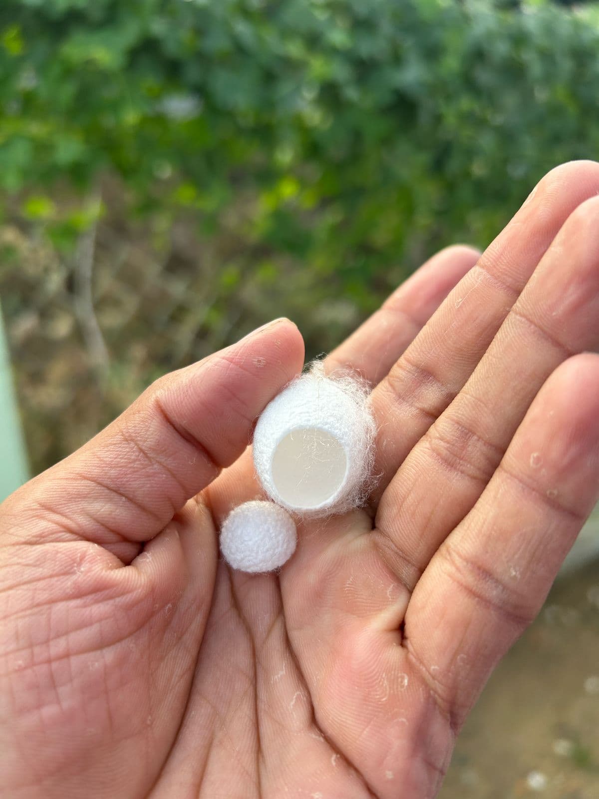 Silk Waste Cut Cocoons