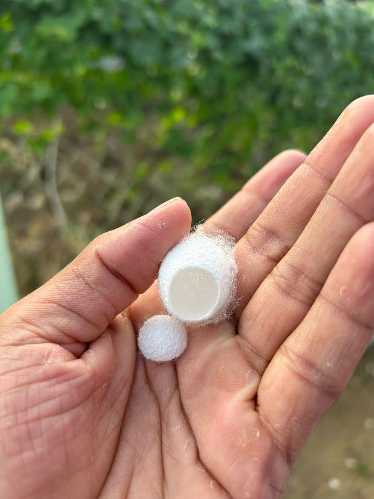 Silk Waste Cut Cocoons