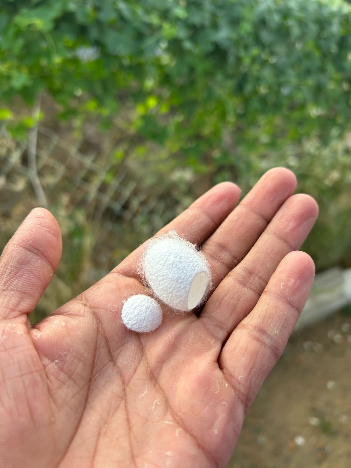 Silk Waste Cut Cocoons