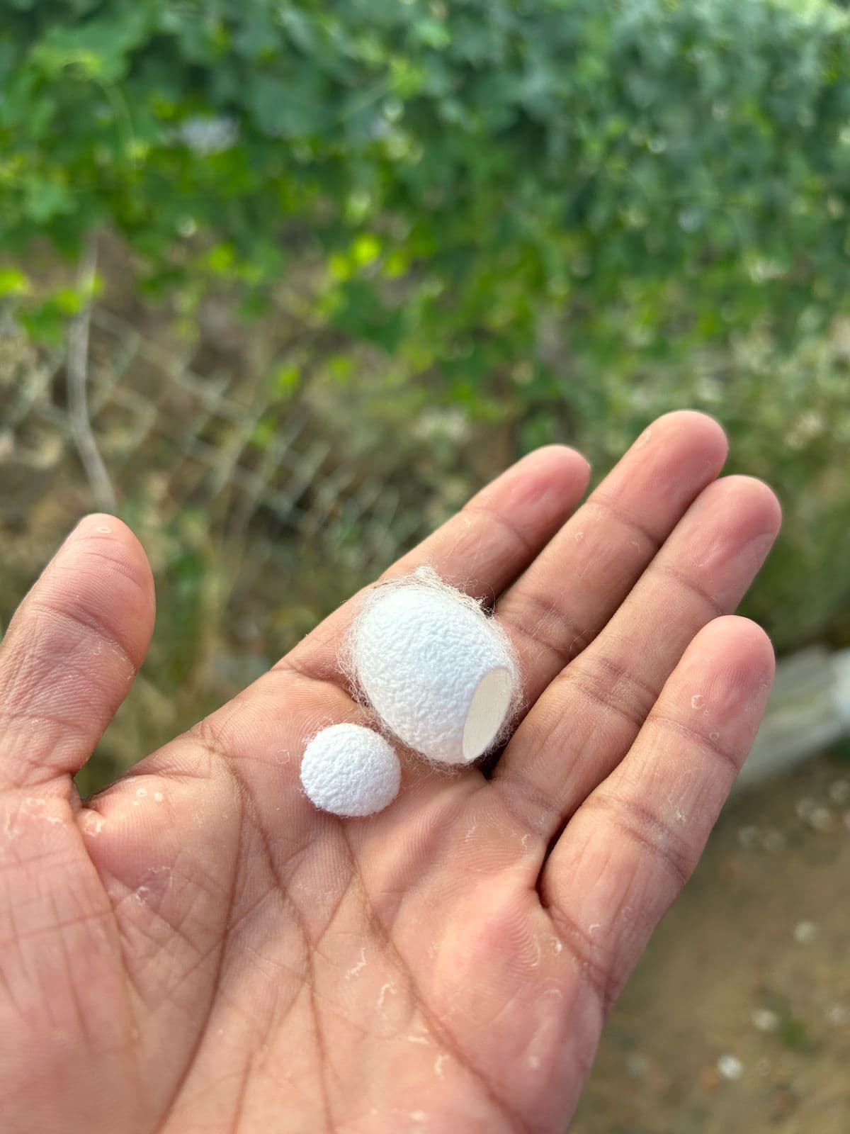 Silk Waste Cut Cocoons