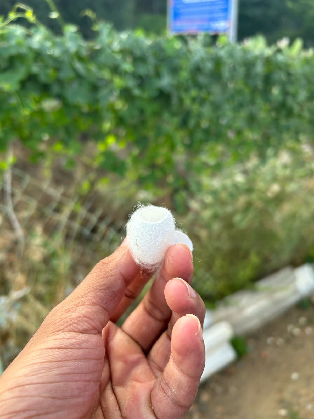Silk Waste Cut Cocoons