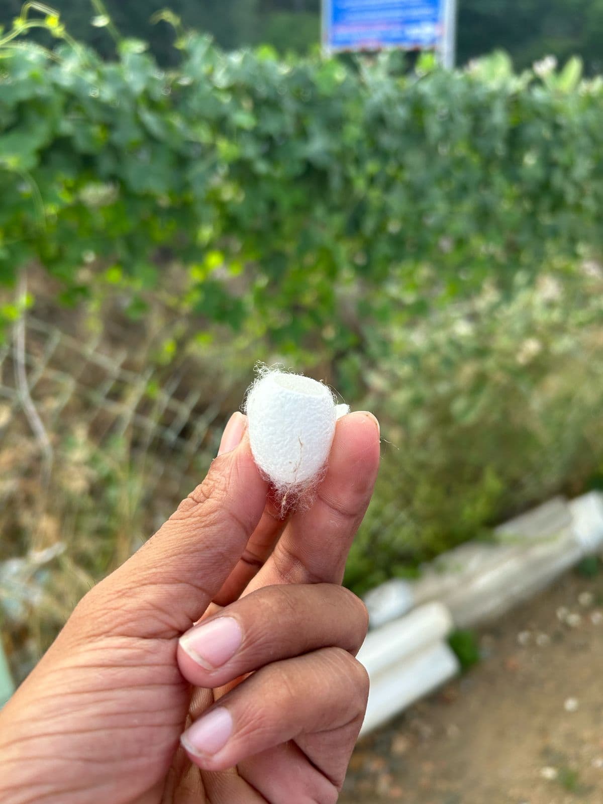 Silk Waste Cut Cocoons