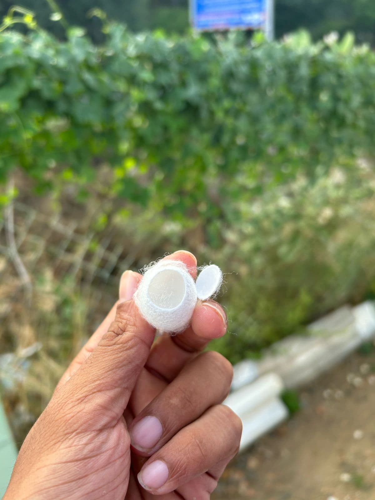 Silk Waste Cut Cocoons