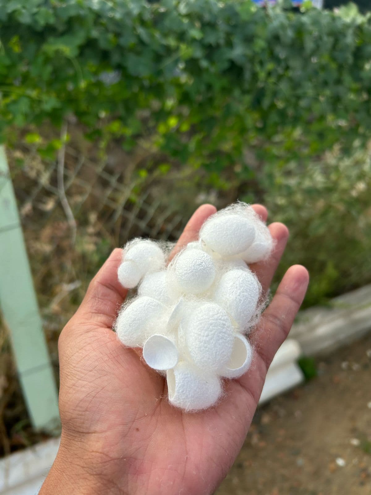 Silk Waste Cut Cocoons
