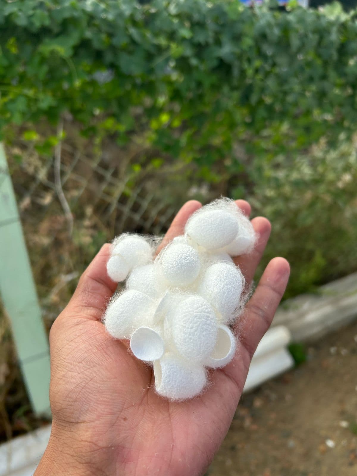 Silk Waste Cut Cocoons