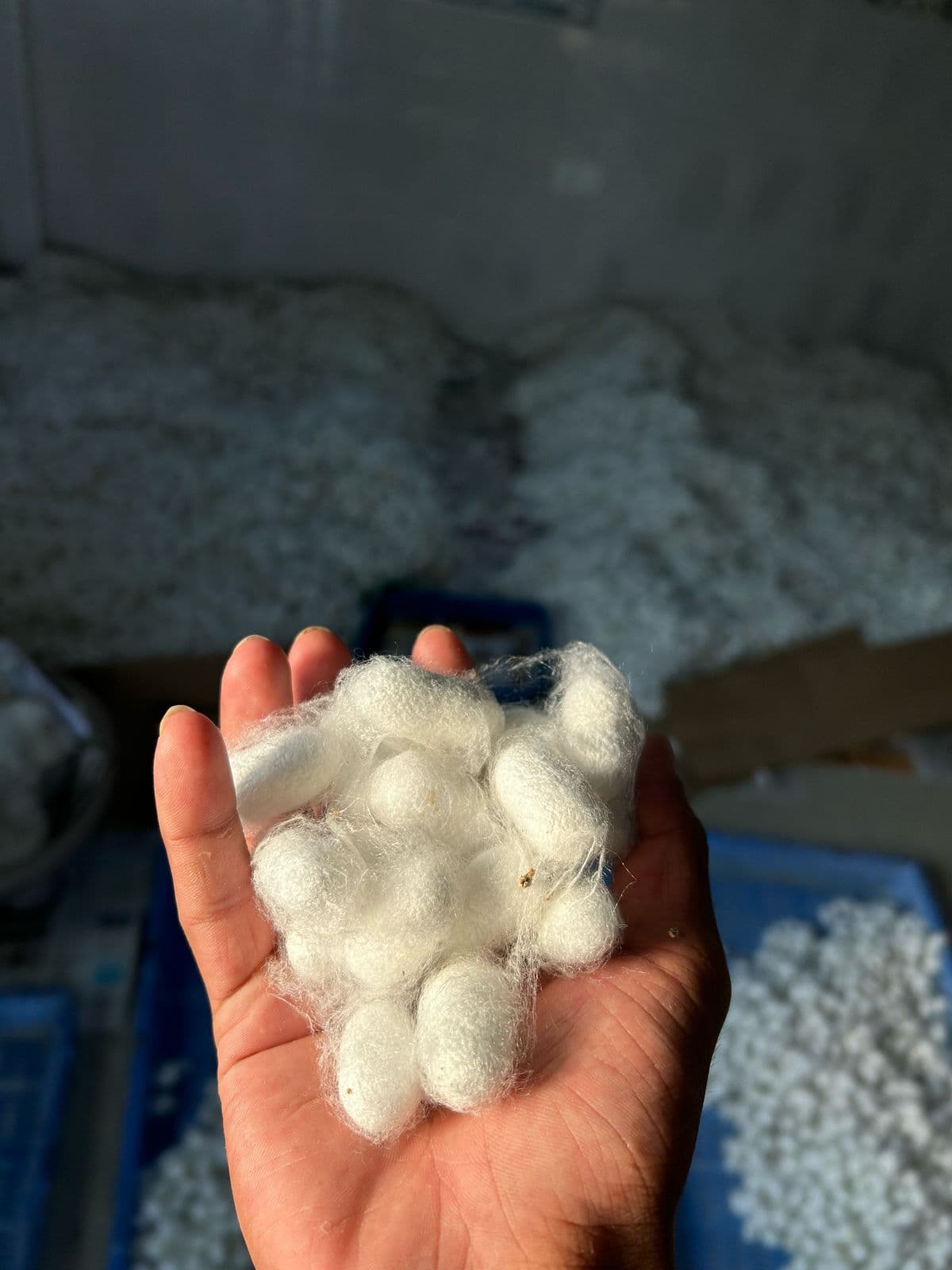 Silk Waste Cut Cocoons