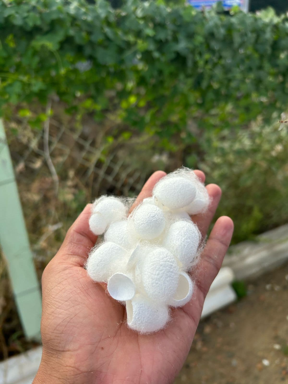 Silk Waste Cut Cocoons