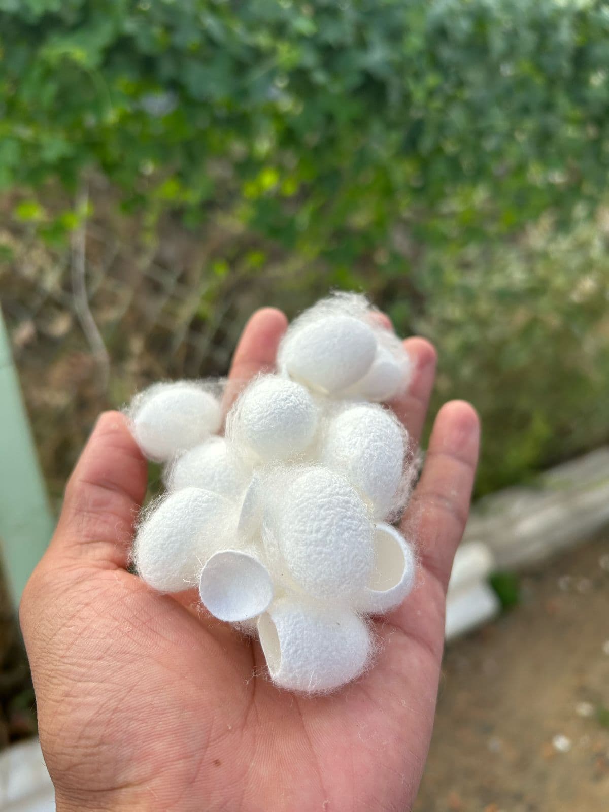 Silk Waste Cut Cocoons