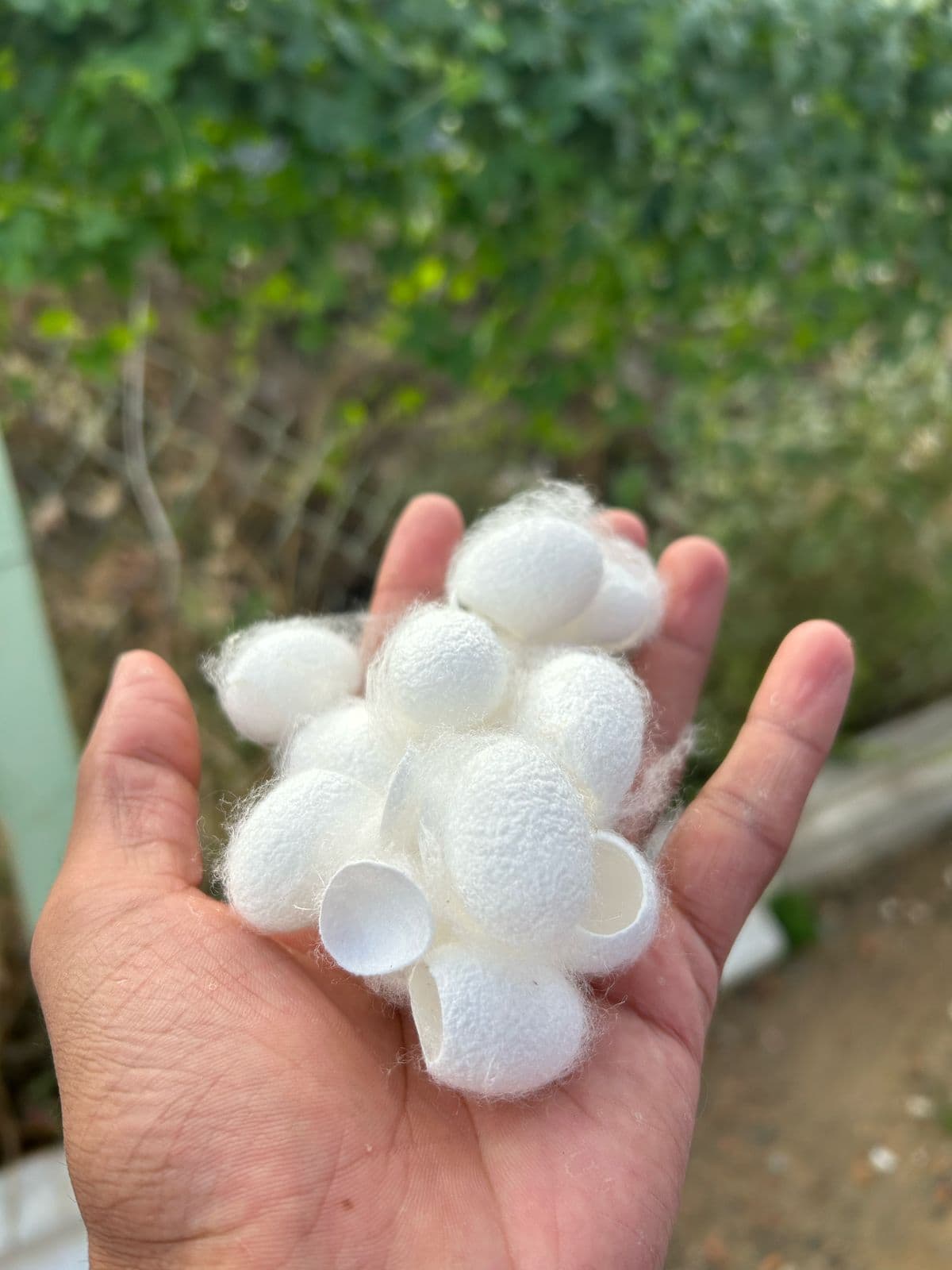 Silk Waste Cut Cocoons