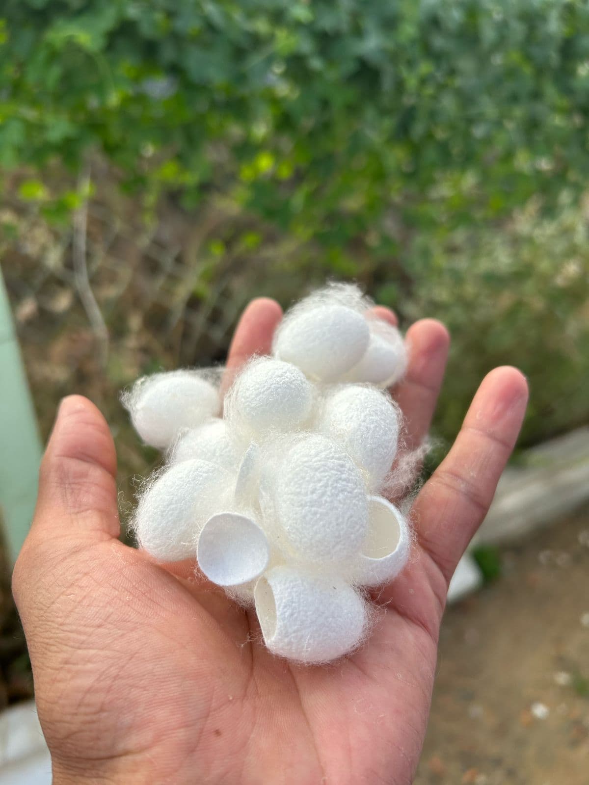Silk Waste Cut Cocoons
