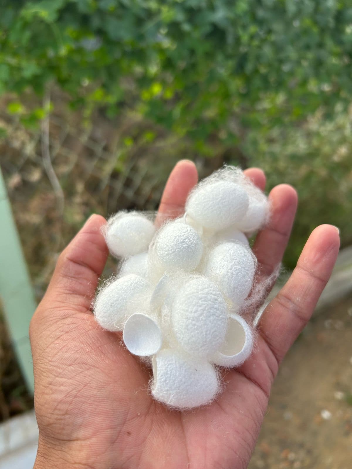Silk Waste Cut Cocoons