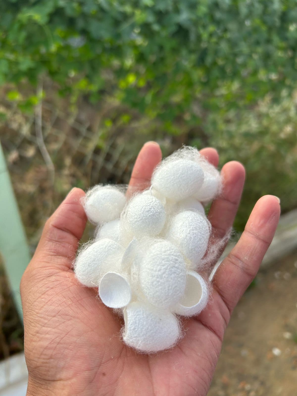 Silk Waste Cut Cocoons