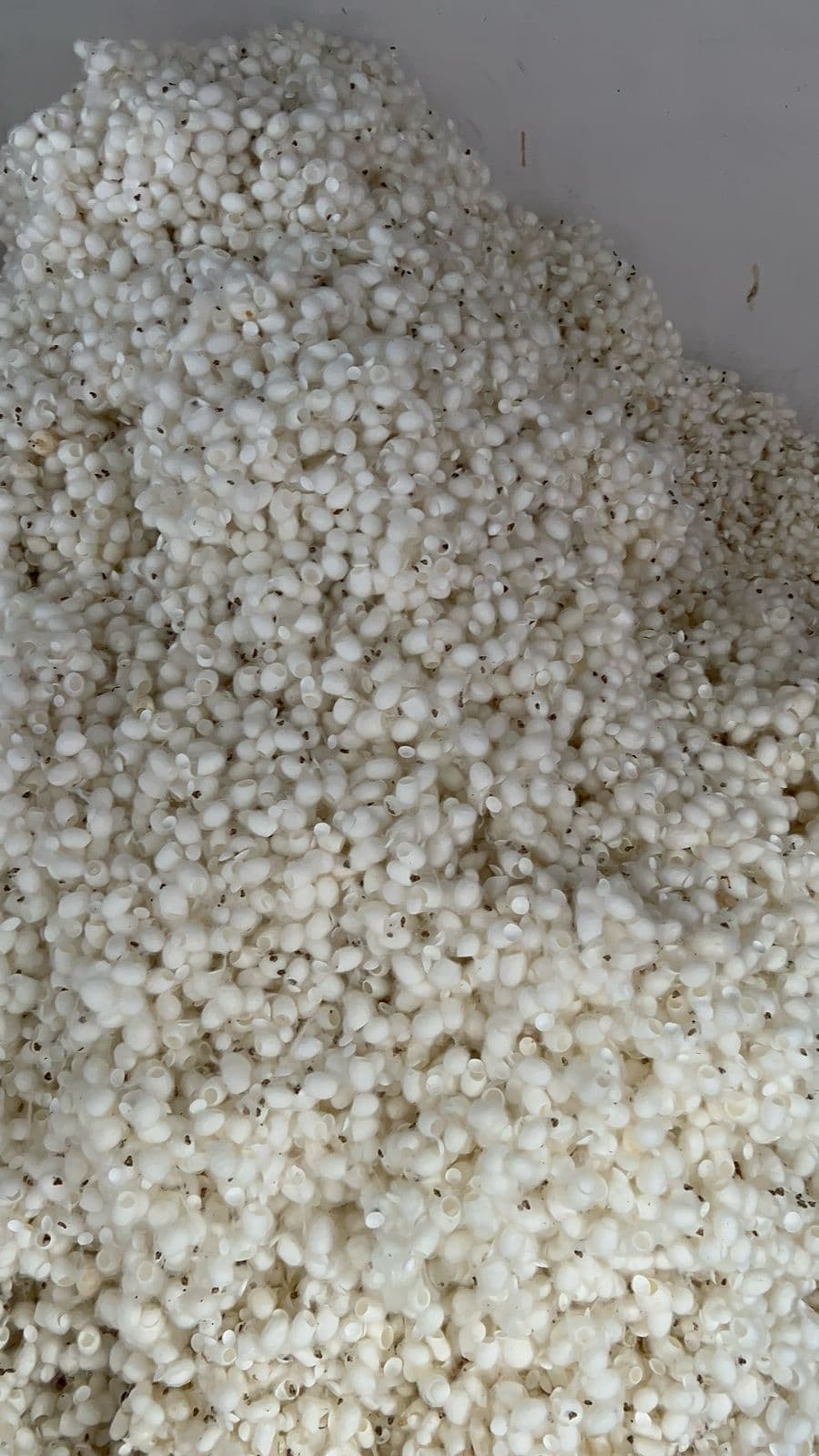 Silk Waste Cut Cocoons