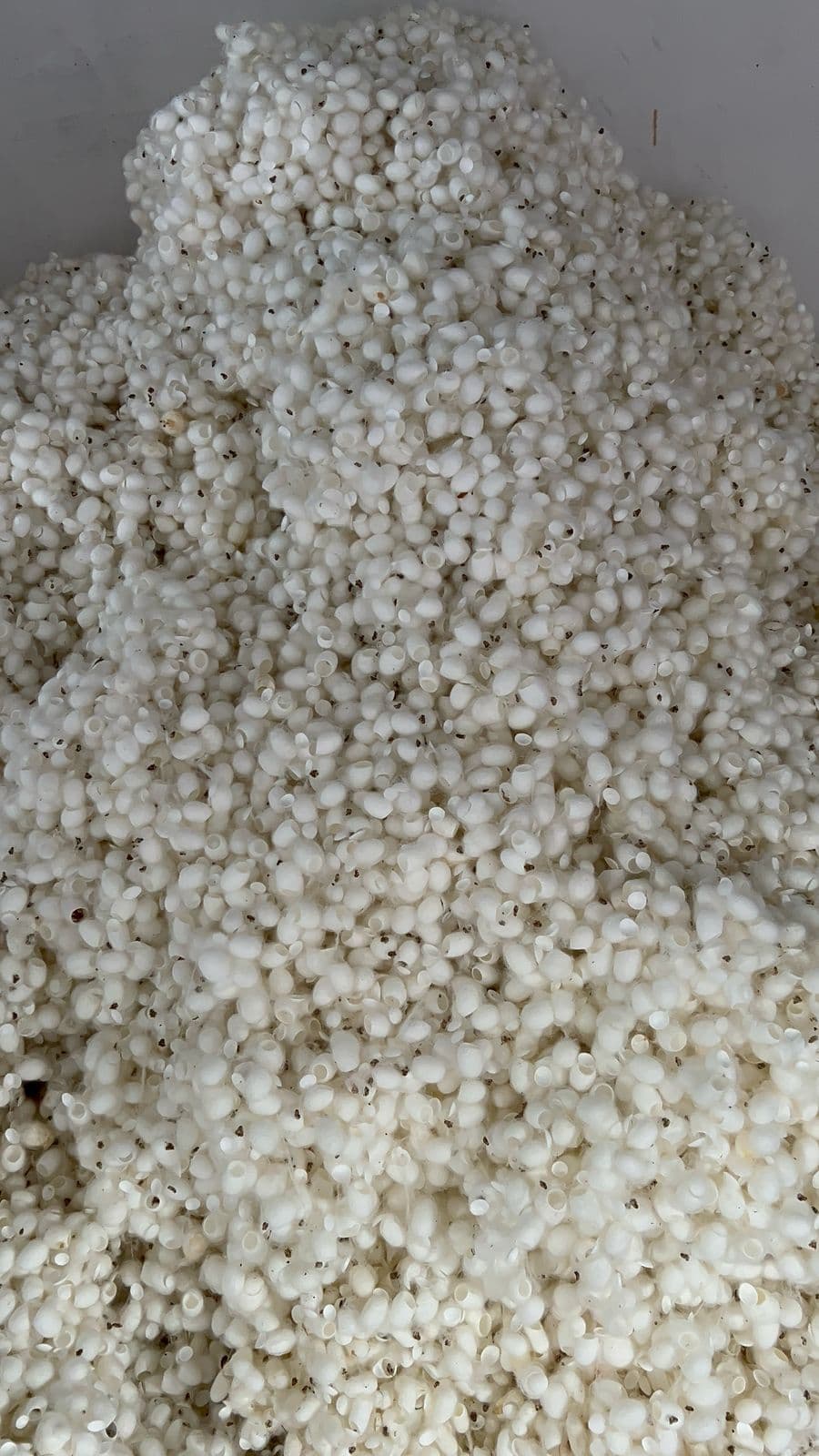 Silk Waste Cut Cocoons