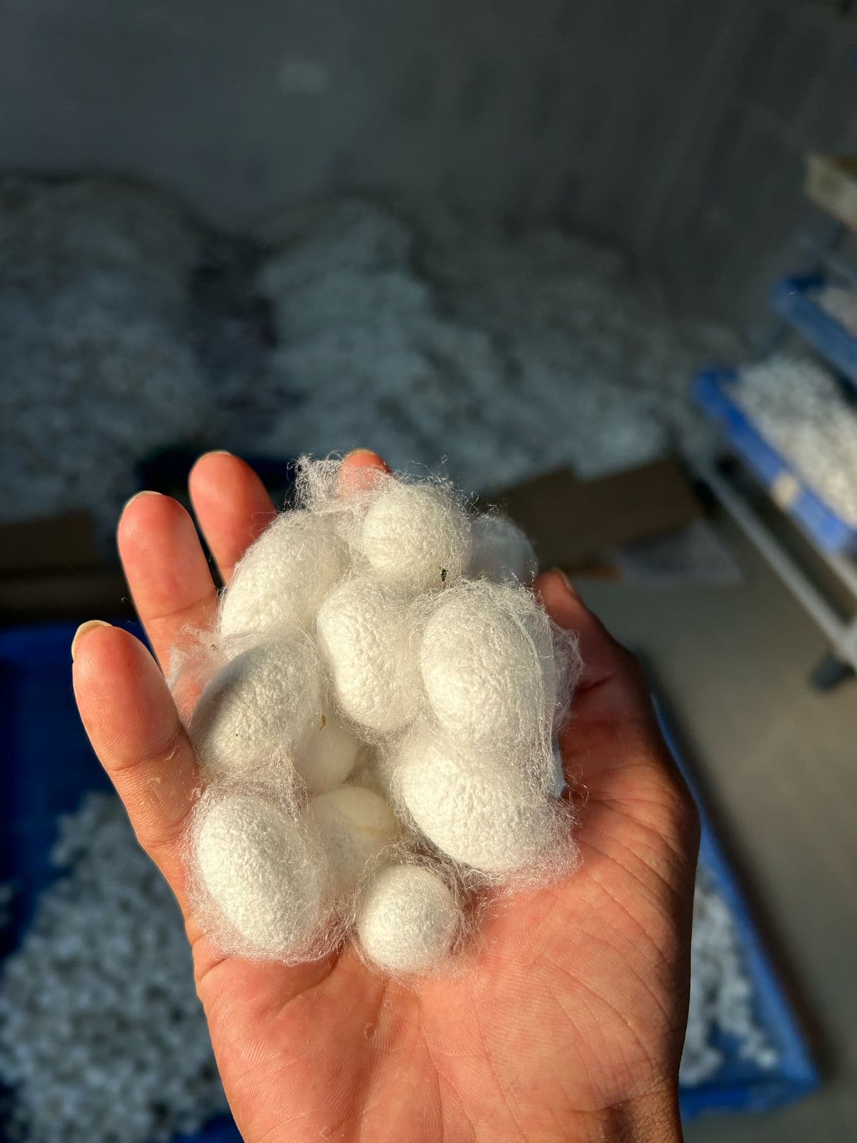 Silk Waste Cut Cocoons