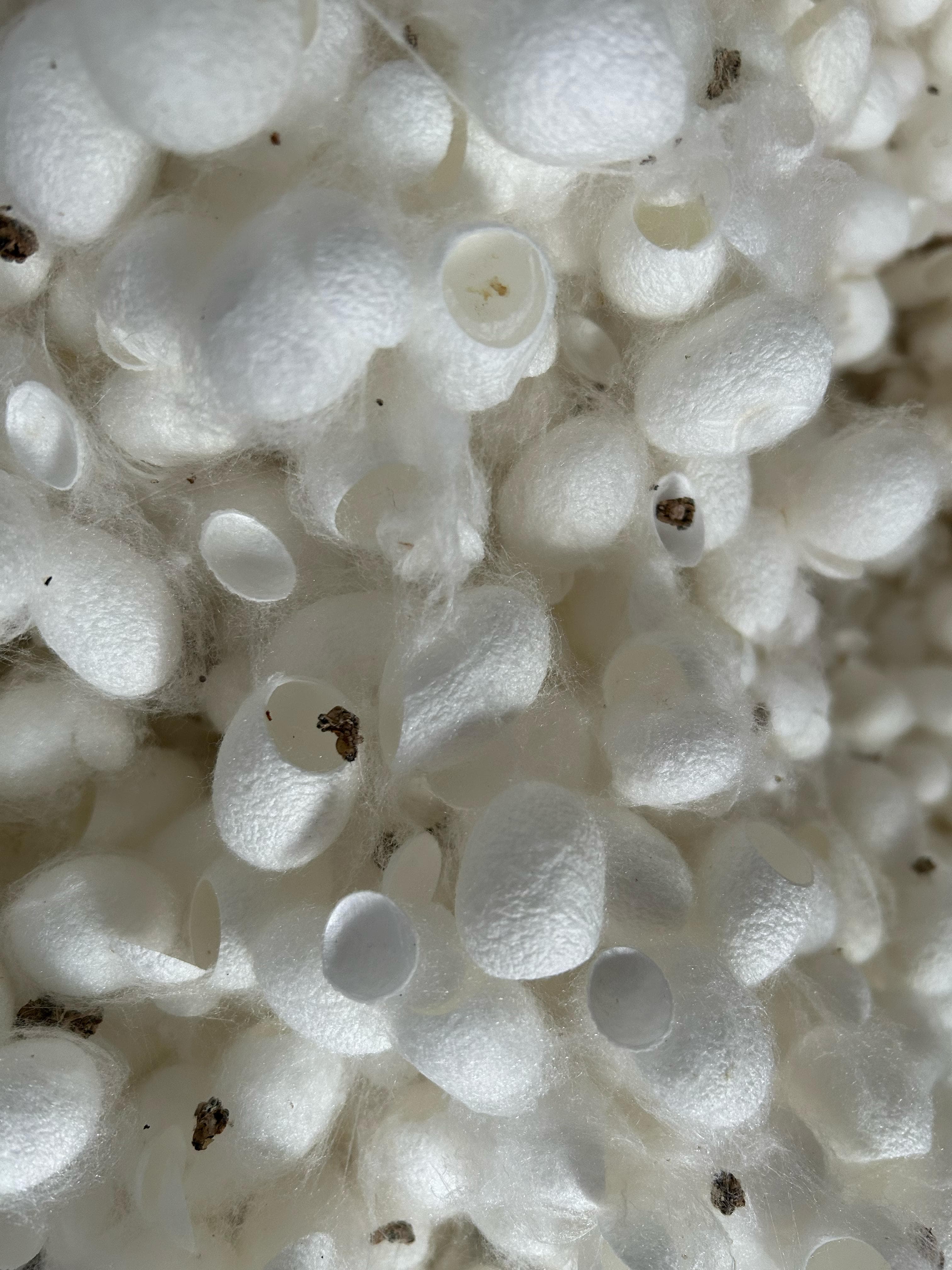 Silk Waste Cut Cocoons