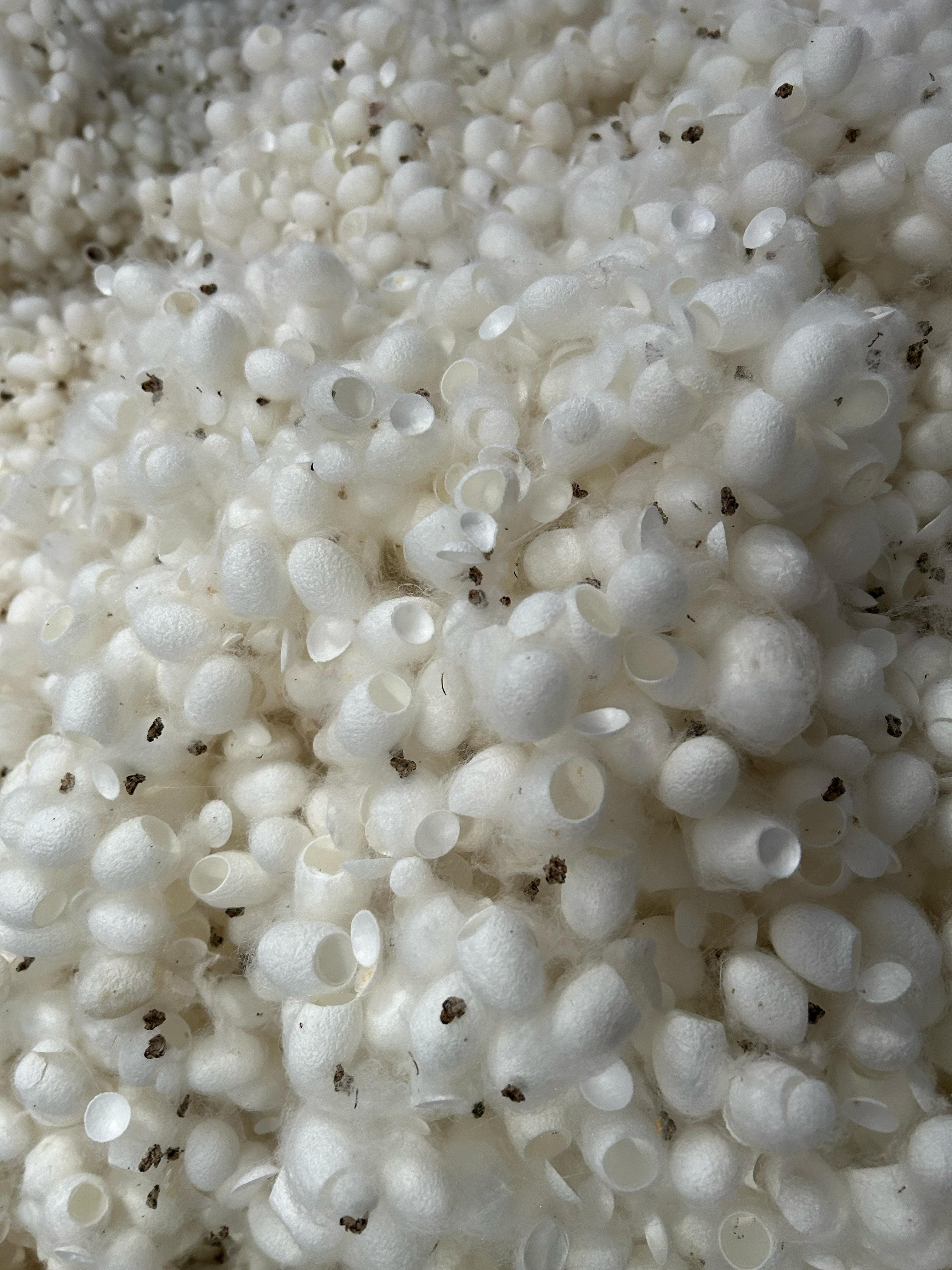 Silk Waste Cut Cocoons