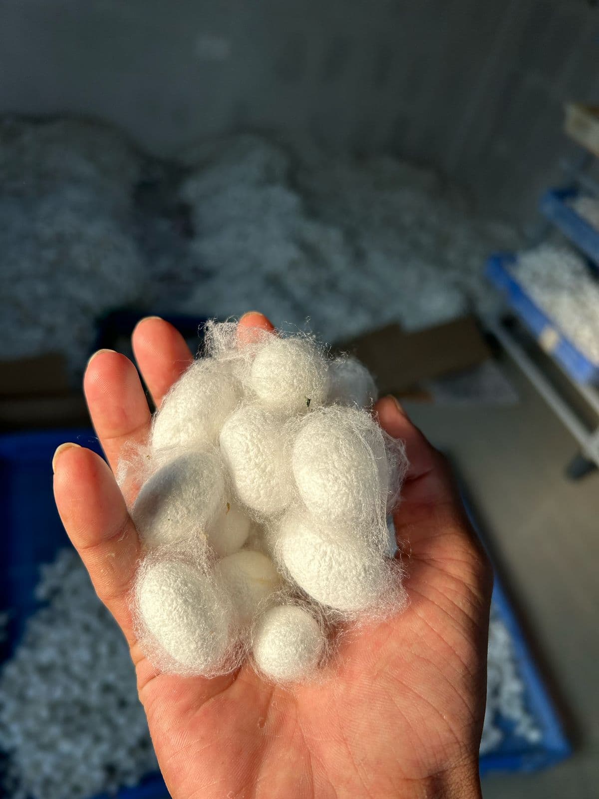 Silk Waste Cut Cocoons