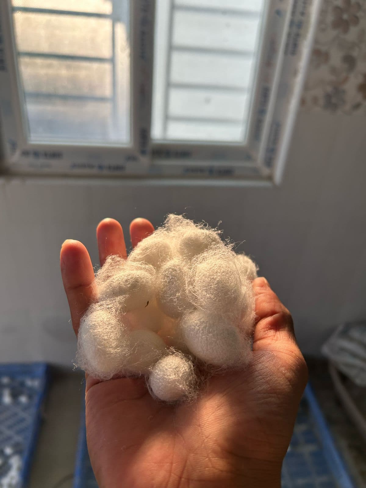 Silk Waste Cut Cocoons