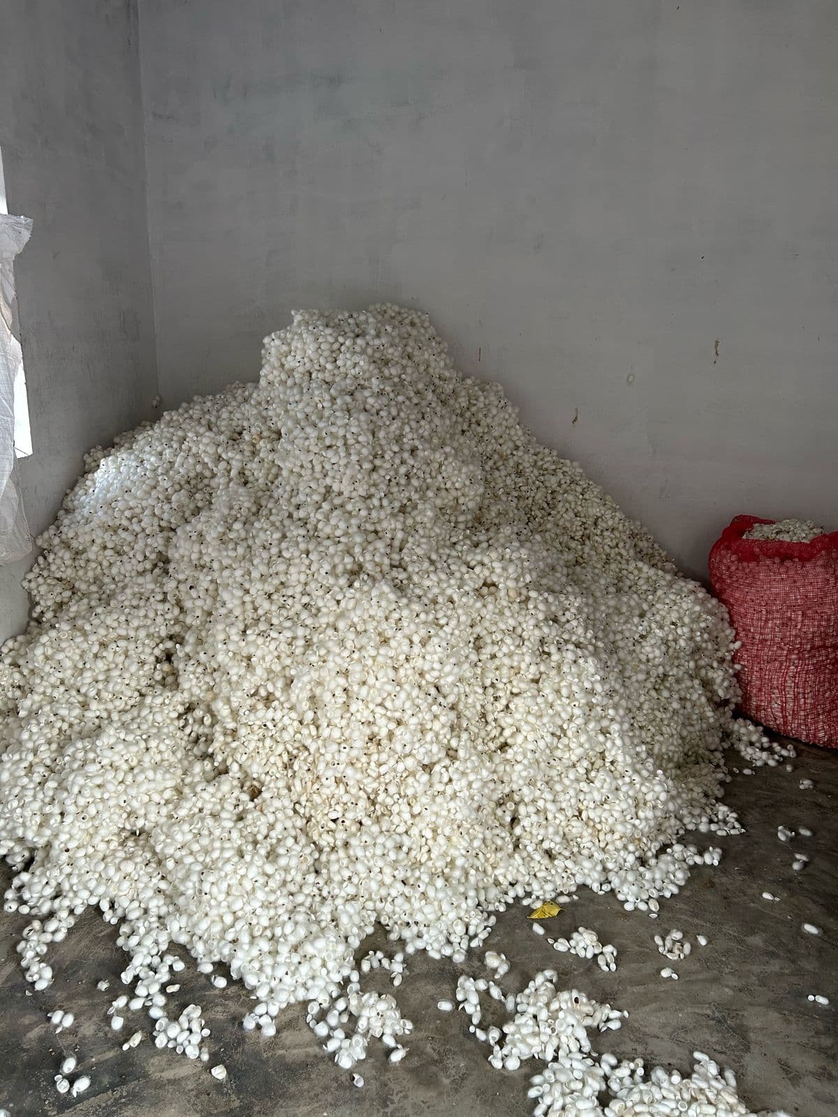 Silk Waste Cut Cocoons