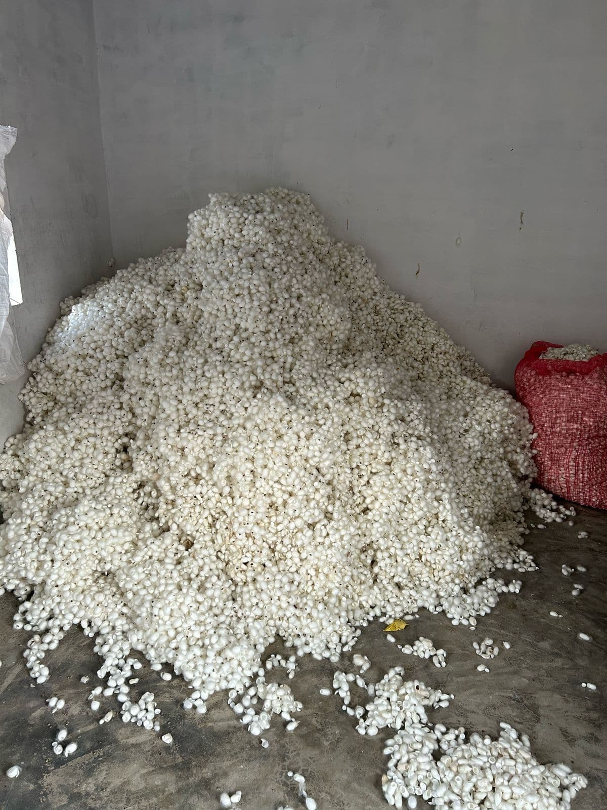 Silk Waste Cut Cocoons