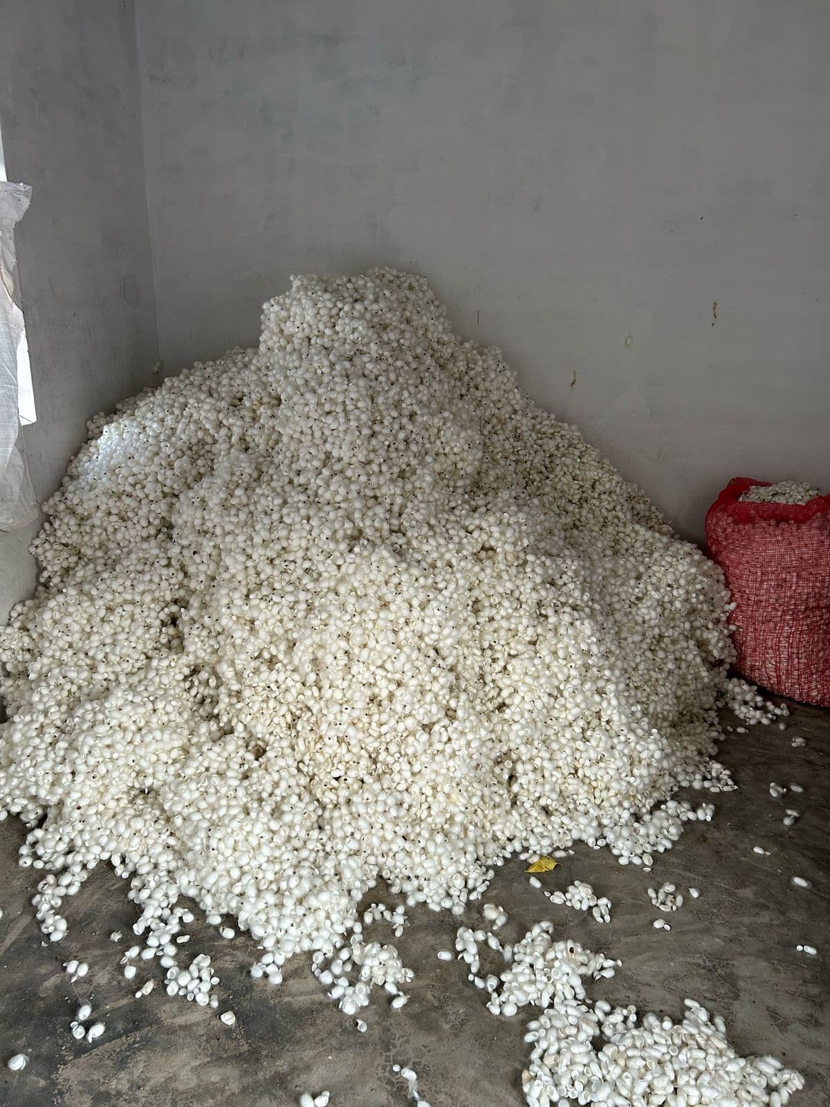 Silk Waste Cut Cocoons